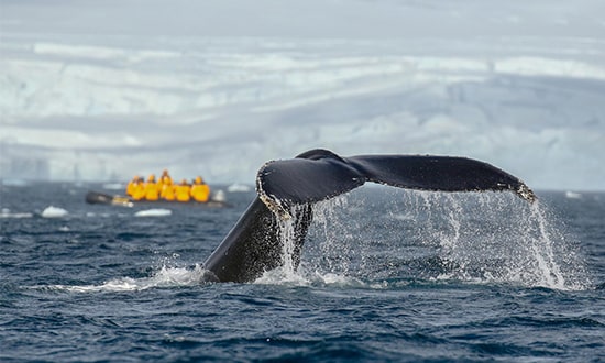 baleine en antarctique avec quark expeditions